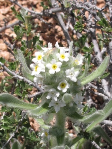 Cryptantha spp.