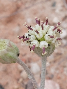 Hymenopappus tenuifolious