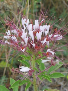 Polanisia trachysperma