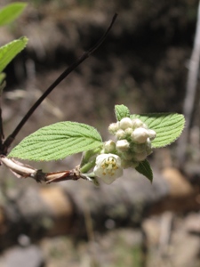 Jamesia americana