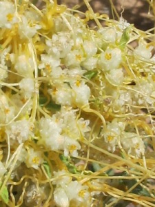 Cuscuta spp.