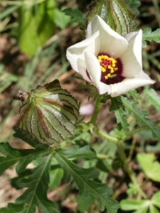 Hibiscus trionum