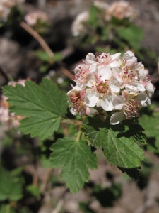 Physocarpus monogynus