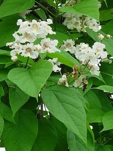 Catalpa speciosa