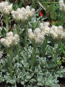 Antennaria spp.