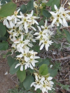 Amelanchier spp.