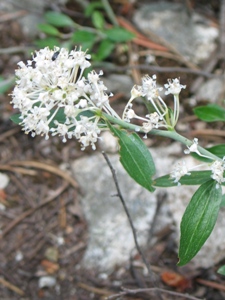 Ceanothus spp.