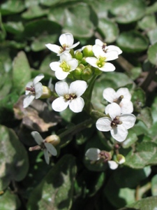 Nasturtium officinale