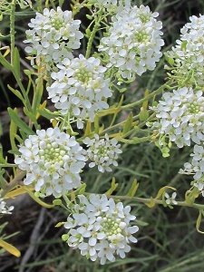 Lepidium spp.