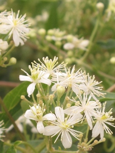 Clematis ligusticifolia