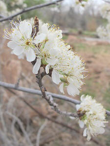 Prunus americana