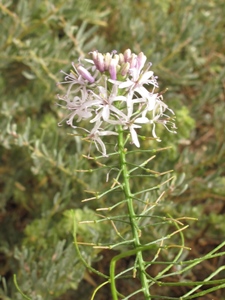 Thelypodium spp.