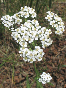 Achillea spp.