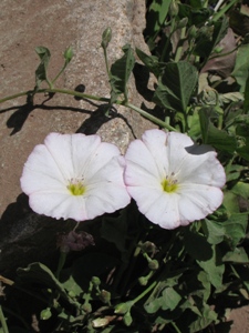 Convolvulus arvensis