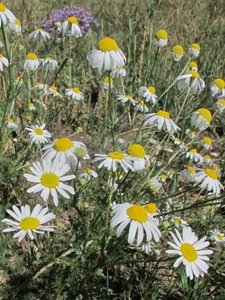 Matricaria perforata