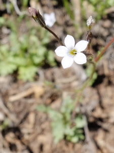 Gilia ophthalmoides