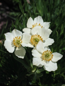 Trollius laxus