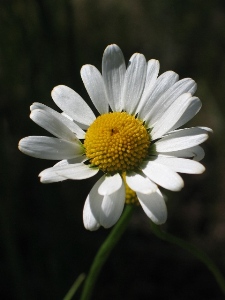 Leucanthemum vulgare