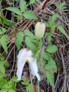 Clematis columbiana