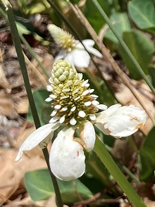 Anemopsis californica