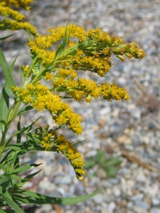 Solidago spp.