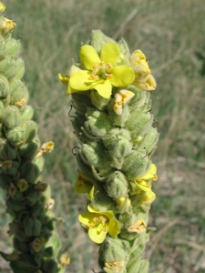 Verbascum thapsus