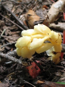 Monotropa hypopitys