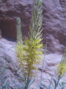 Stanleya pinnata