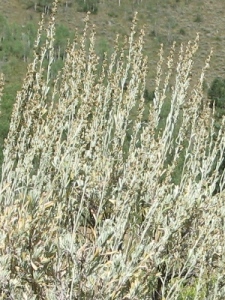 Artemisia spp.