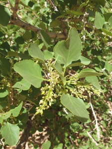 Fraxinus anomala