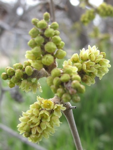 Rhus aromatica