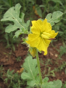 Solanum rostratum