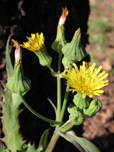 Sonchus spp.