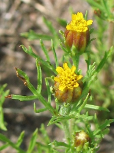 Dyssodia papposa