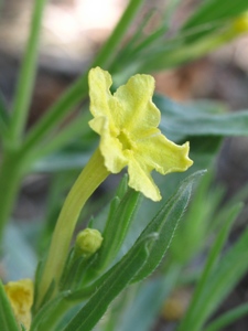 Lithospermum spp.