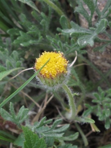 Erigeron compositus