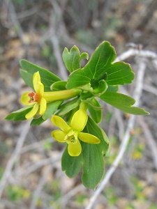 Ribes aureum