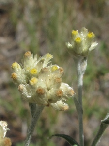 Pseudognaphalium spp.