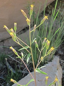 Brickellia brachyphylla