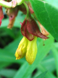 Lonicera involucrata