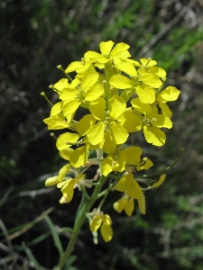 Erysimum spp.