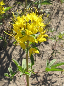 Peritoma lutea