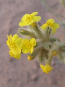 Oreocarya flava