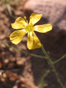 Linum spp.