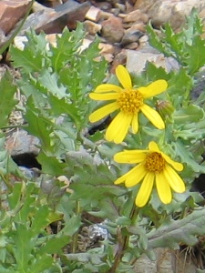 Senecio fremontii