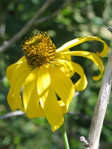 Rudbeckia laciniata