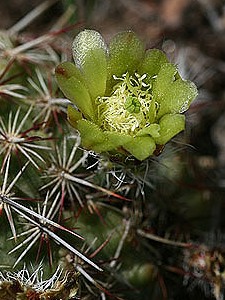 Echinocereus viridiflorus