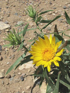 Oonopsis foliosa