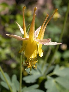 Aquilegia barnebyi