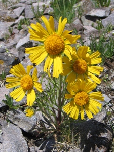 Hymenoxys grandiflora